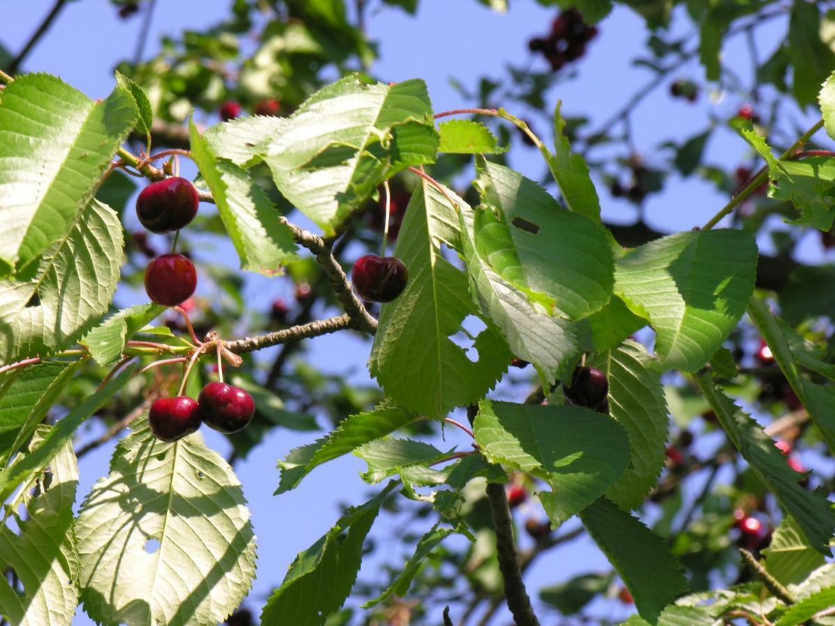 Agroturystyka Pod Sniezna Bystrzyca Klodzka Ngoại thất bức ảnh